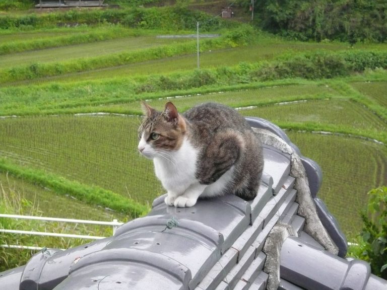 高齢の家族に介護が必要になったとき、ペットはどうする？