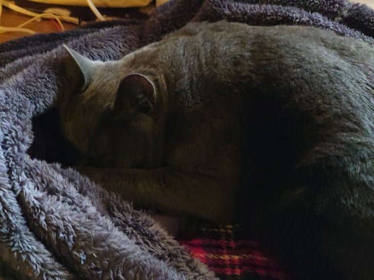 猫の横で毎晩一緒に寝たらどのような影響が出る？