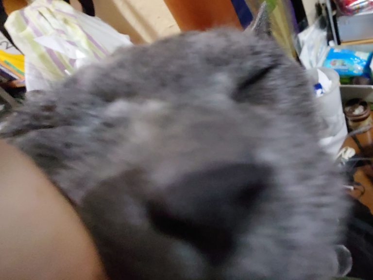 猫は人間を慰める！？