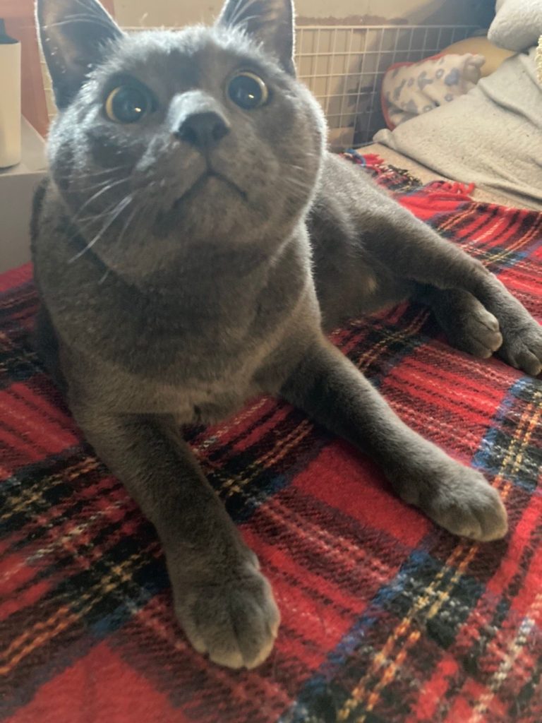 猫が布団に『おしっこ』をするのはなぜ？5つの要因と対策