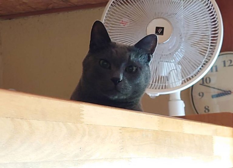 「猫にマタタビ」の謎解明