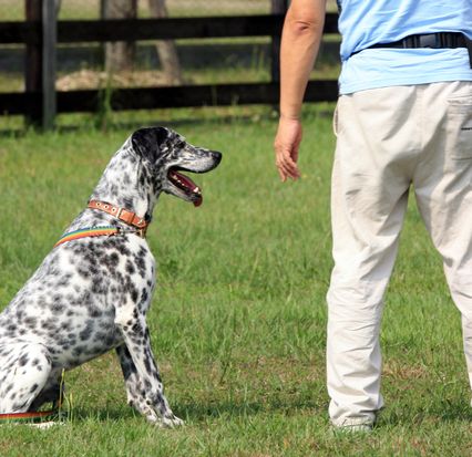 ワンちゃんを飼うと死亡リスクが軽減されるって本当？