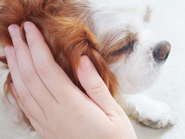 じっと目を見つめながらワンちゃんの体をなでてはいけない…