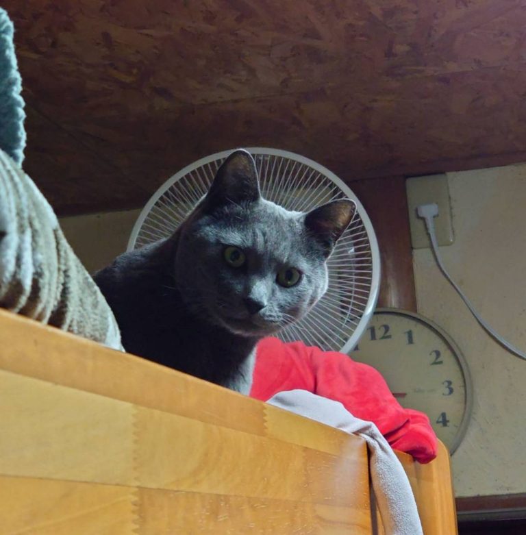「ねこホーダイ」に批判続出