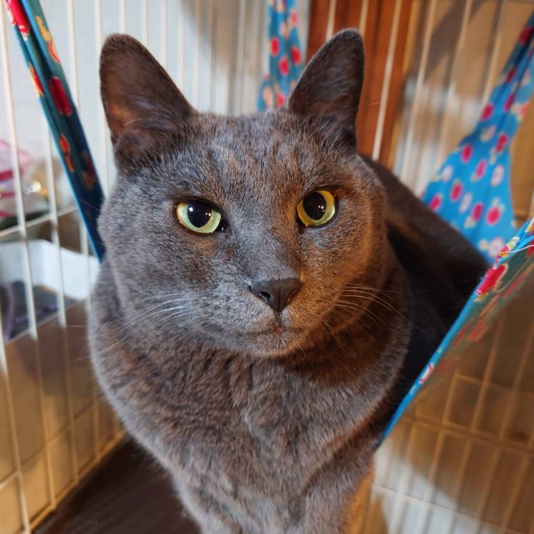 猫アレルギー、諦めないで!